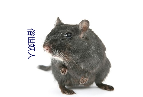 入侵者们的晚餐